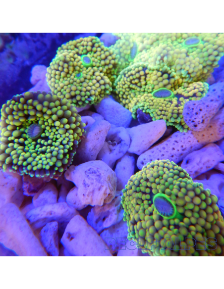 Ricordea florida jaune/vert ultra (1 à 2 bouches)