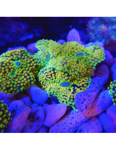 Ricordea florida jaune/vert ultra (1 à 2 bouches)