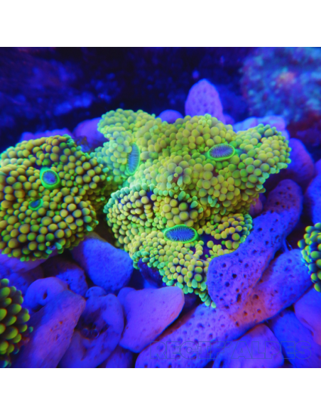 Ricordea florida jaune/vert ultra (1 à 2 bouches)