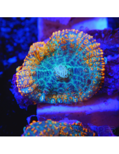 copia de Rhodactis R3