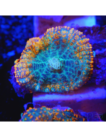 copia de Rhodactis R3