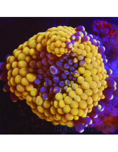 Ricordea florida Orange ULTRA