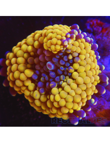 Ricordea florida Orange ULTRA