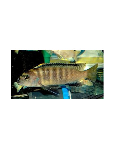 PSEUDOTROPHEUS FLAVUS