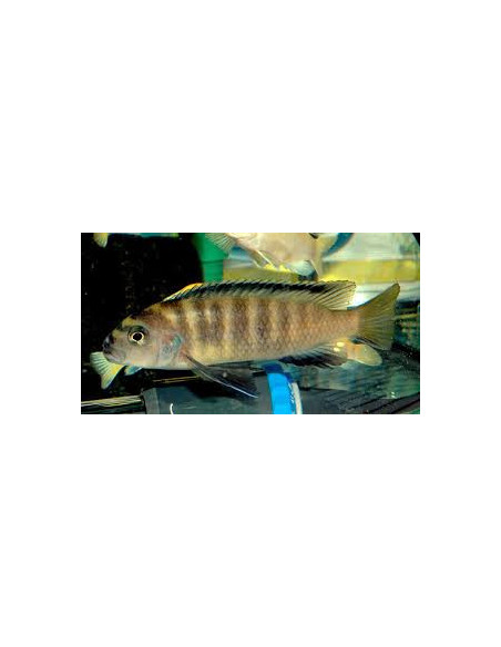PSEUDOTROPHEUS FLAVUS