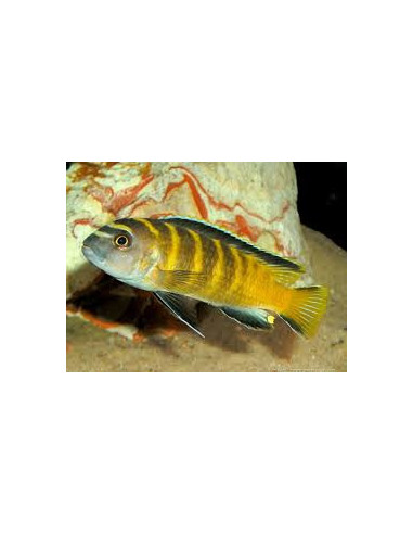 PSEUDOTROPHEUS FLAVUS