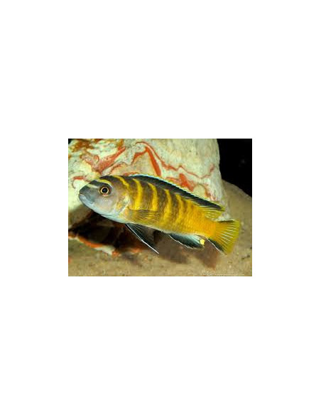 PSEUDOTROPHEUS FLAVUS