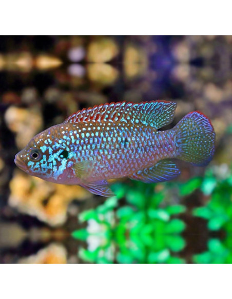 hemichromis lifalili blue (DV)