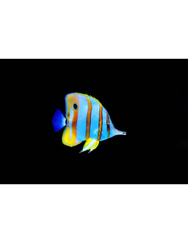CHELMON ROSTRATUS L