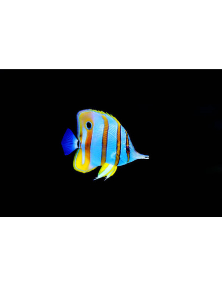 CHELMON ROSTRATUS L