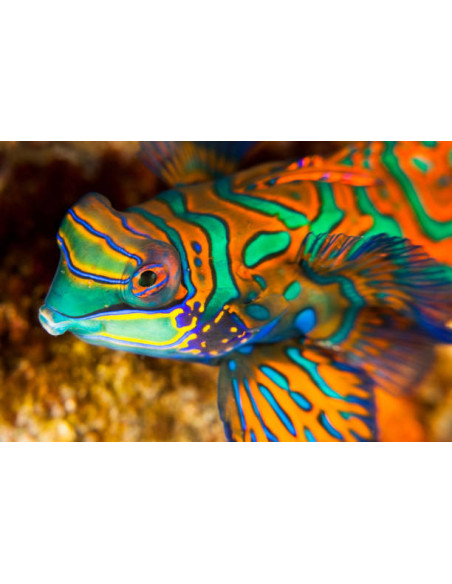 copia de SYNCHIROPUS SYCORAX