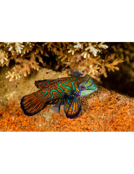 copia de SYNCHIROPUS SYCORAX