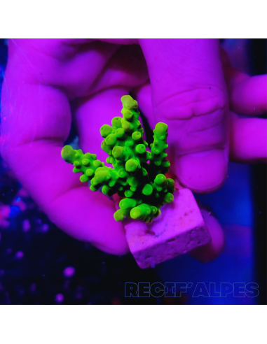 copia de Acropora Joker
