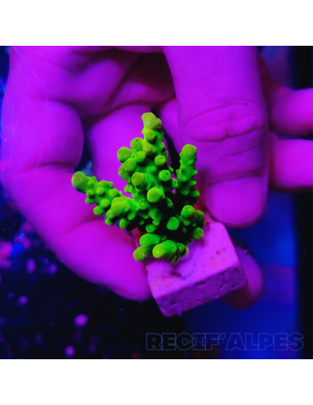 copia de Acropora Joker