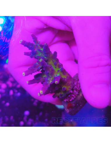 copia de copia de Acropora Joker
