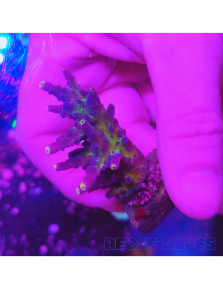 copia de copia de Acropora Joker