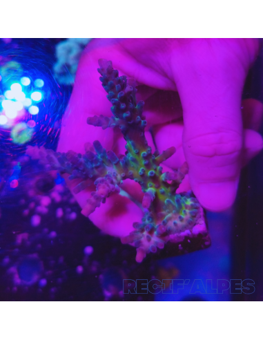 copia de copia de copia de Acropora Joker