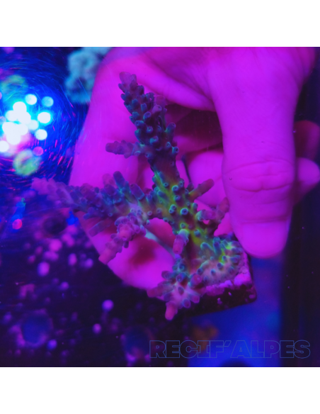 copia de copia de copia de Acropora Joker