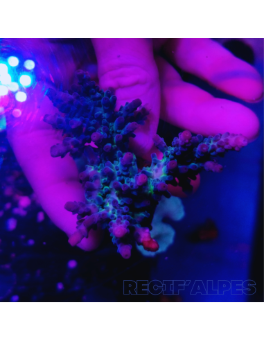 copia de copia de copia de copia de Acropora Joker