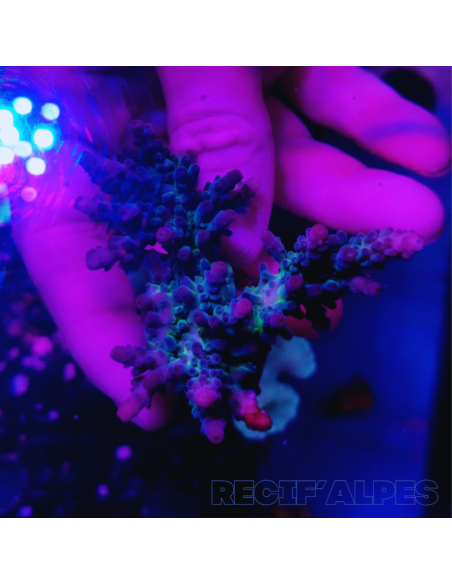 copia de copia de copia de copia de Acropora Joker