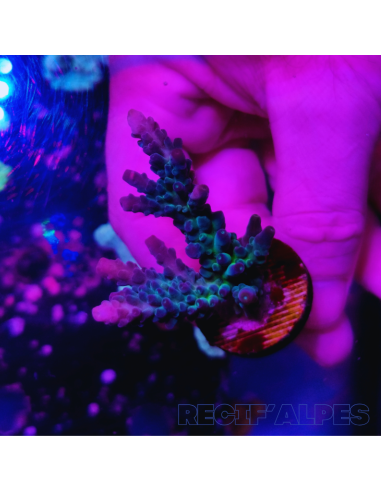 copia de copia de copia de copia de copia de Acropora Joker