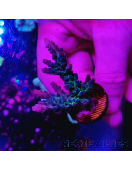 copia de copia de copia de copia de copia de Acropora Joker