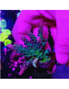 copia de copia de copia de copia de copia de copia de Acropora Joker