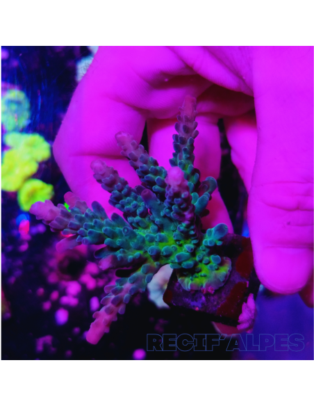 copia de copia de copia de copia de copia de copia de Acropora Joker