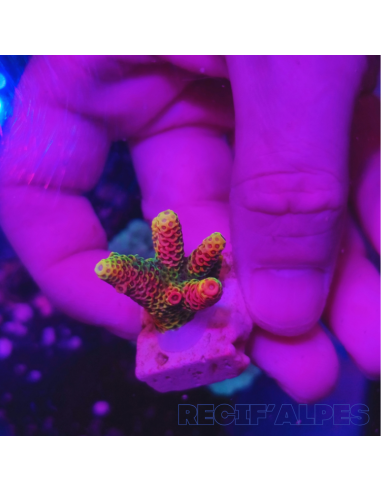 copia de copia de copia de copia de copia de copia de copia de Acropora Joker