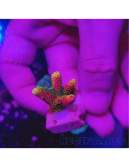 copia de copia de copia de copia de copia de copia de copia de Acropora Joker