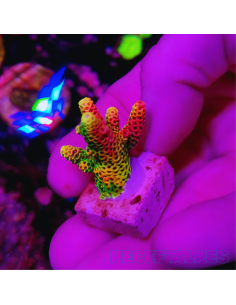 copia de copia de copia de copia de copia de copia de copia de copia de Acropora Joker