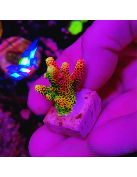 copia de copia de copia de copia de copia de copia de copia de copia de Acropora Joker