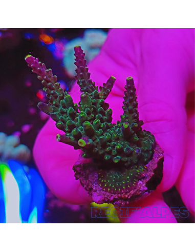 copia de copia de copia de copia de copia de copia de copia de copia de Acropora Joker
