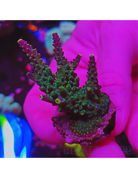 copia de copia de copia de copia de copia de copia de copia de copia de Acropora Joker