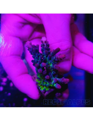 copia de copia de copia de copia de copia de copia de copia de copia de copia de copia de copia de copia de copia de Acropora Jo