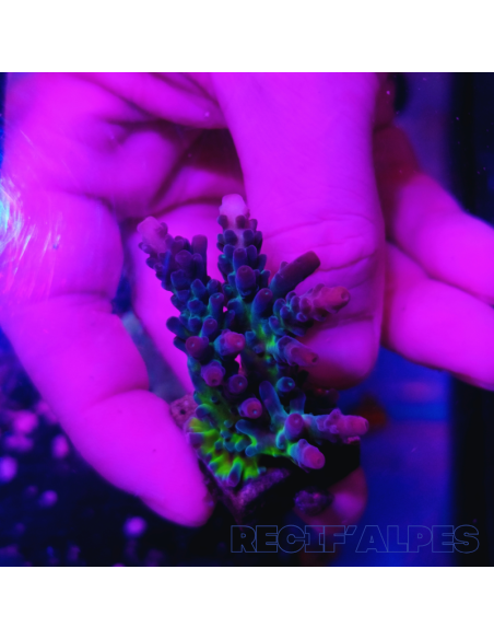 copia de copia de copia de copia de copia de copia de copia de copia de copia de copia de copia de copia de copia de Acropora Jo