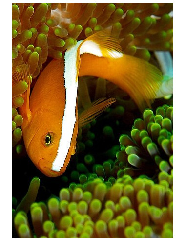 amphiprion sandaracinos (élevage)