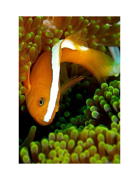 amphiprion sandaracinos (élevage)