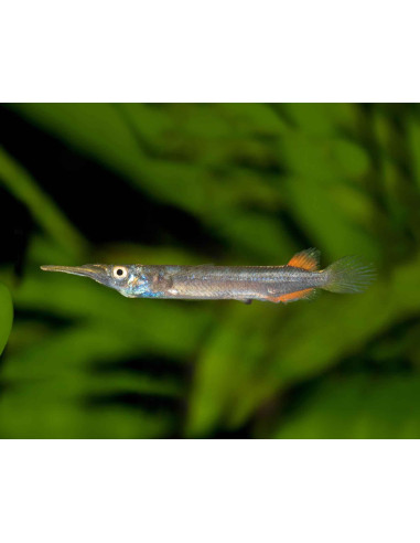 Demi-bec - Dermogenys pusillus