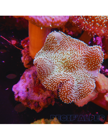 SARCOPHYTON SPP GREEN