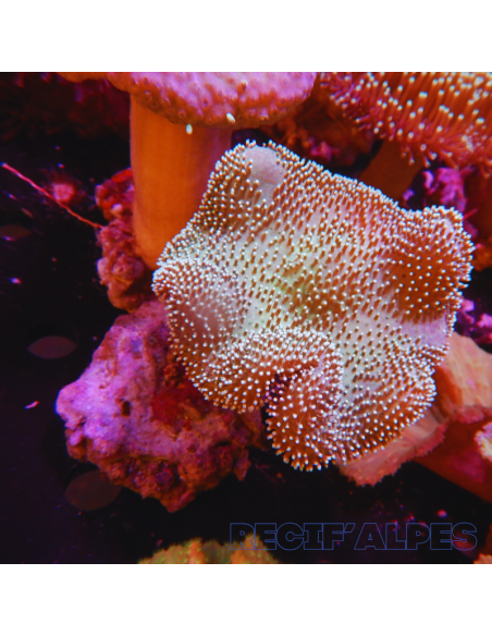 SARCOPHYTON SPP GREEN