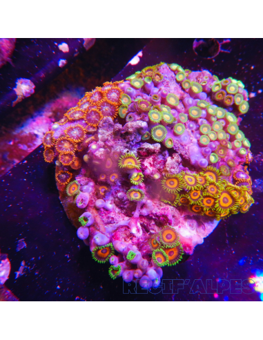 Zoanthus sp Mix sur roche