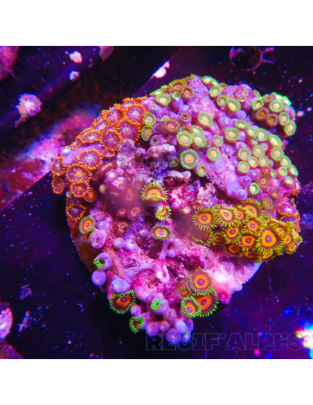 Zoanthus sp Mix sur roche