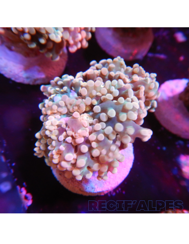 Euphyllia Yaeyamaensis Gold