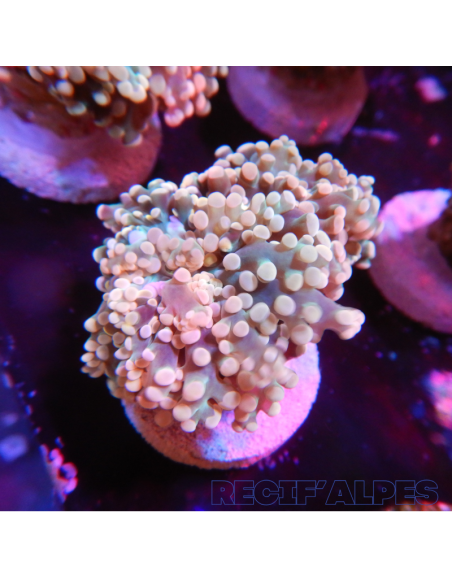 Euphyllia Yaeyamaensis Gold