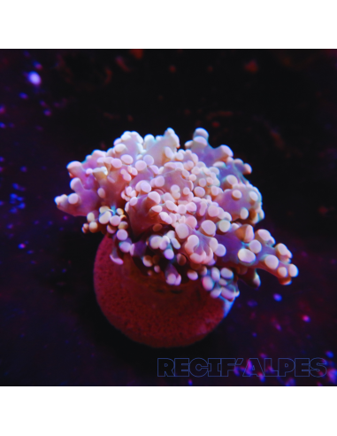 Euphyllia Yaeyamaensis Gold