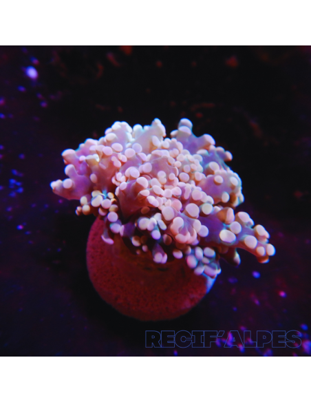 Euphyllia Yaeyamaensis Gold