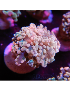 Euphyllia Yaeyamaensis Gold