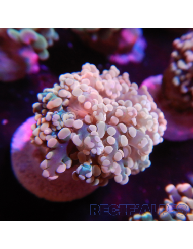 Euphyllia Yaeyamaensis Gold