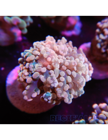 Euphyllia Yaeyamaensis Gold